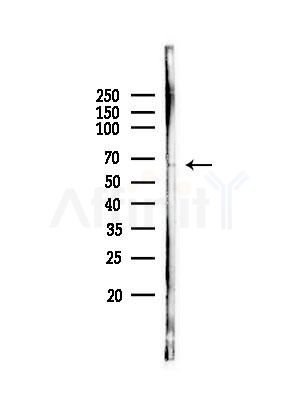 ZNF498 Antibody - Western blot analysis of lysates from Mouse brain, using ZNF498 Antibody at 1/1000 dilution.