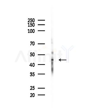 PLCH Antibody - Western blot analysis of lysates from Mouse brain, using PLCH Antibody at 1/1000 dilution.