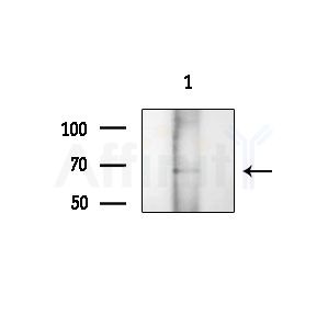 KITH_EBV Antibody - Western blot analysis of extracts from COS-7 cells(heat-shock treatment), using KITH_EBV Antibody at 1/1000 dilution.