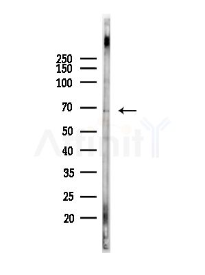 KITH_EBV Antibody - Western blot analysis of lysates from COS-7 cells(heat-shock,45min treatment), using KITH_EBV Antibody at 1/1000 dilution.