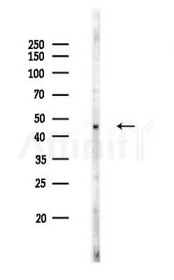 LASS4 Antibody - Western blot analysis of lysates from Mouse testis, using LASS4 Antibody at 1/1000 dilution.