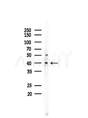 VPS72 Antibody - Western blot analysis of lysates from Mouse brain, using VPS72 Antibody at 1/1000 dilution.