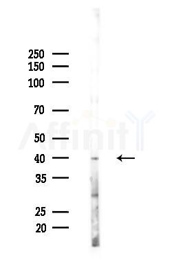 ACTG2 Antibody - Western blot analysis of lysates from Rat brain, using ACTG2 Antibody at 1/1000 dilution.