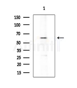 AP2 alpha/beta Antibody - Western blot analysis of extracts from Hela cells(heat-shock treatment), using AP2 alpha/beta Antibody at 1/1000 dilution.