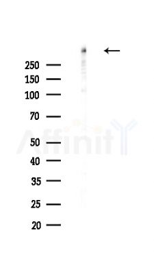 DNA-PK Antibody - Western blot analysis of lysates from HepG2 cells(heat-shock,45min treatment), using DNA-PK Antibody at 1/1000 dilution.