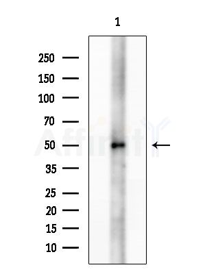 IRX2 Antibody - Western blot analysis of extracts from Mouse brain, using IRX2 Antibody at 1/1000 dilution.