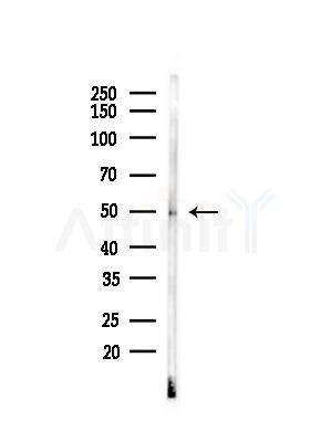 IRX2 Antibody - Western blot analysis of lysates from Mouse brain, using IRX2 Antibody at 1/1000 dilution.