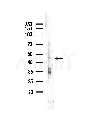 AZI2 Antibody - Western blot analysis of lysates from Hela cells(heat-shock,45min treatment), using AZI2 Antibody at 1/1000 dilution.