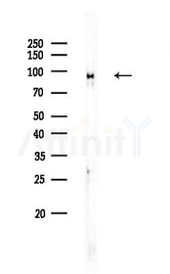 BCAR3 Antibody - Western blot analysis of lysates from Mouse testis, using BCAR3 Antibody at 1/1000 dilution.