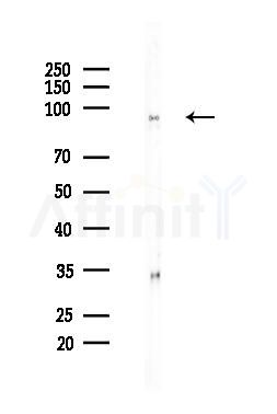 BCAR3 Antibody - Western blot analysis of lysates from Hela cells(heat-shock,45min treatment), using BCAR3 Antibody at 1/1000 dilution.