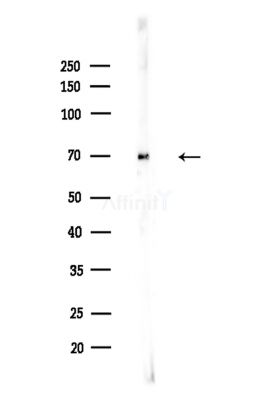 HEXIM1 Antibody - Western blot analysis of lysates from A375 cells(LPS,4h treatment), using HEXIM1 Antibody at 1/1000 dilution.