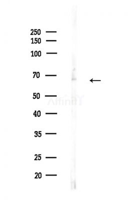 HEXIM1 Antibody - Western blot analysis of lysates from Mouse testis, using HEXIM1 Antibody at 1/1000 dilution.