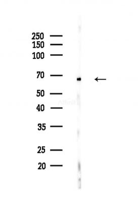 HEXIM1 Antibody - Western blot analysis of lysates from Hela cells(heat-shock,45min treatment), using HEXIM1 Antibody at 1/1000 dilution.