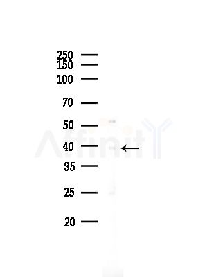 SFXN4 Antibody - Western blot analysis of lysates from PC12 cells, using SFXN4 Antibody at 1/1000 dilution.