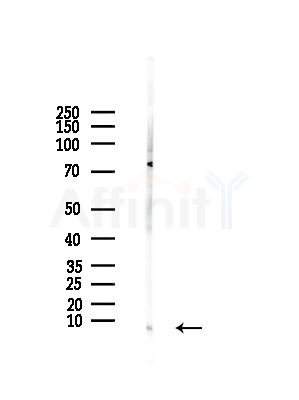 COX17 Antibody - Western blot analysis of lysates from HepG2 cells(LPS,4h treatment), using COX17 Antibody at 1/1000 dilution.