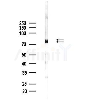 MAPK6/ERK3 Antibody - Western blot analysis of lysates from Mouse brain, using MAPK6/ERK3 Antibody at 1/1000 dilution.