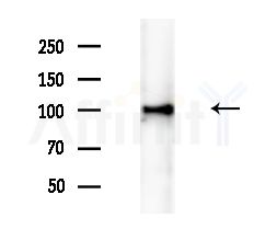 Nrf2 Antibody - Western blot analysis of extracts from Mouse liver, using Nrf2 Antibody at 1/1000 dilution.