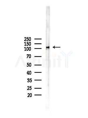 Nrf2 Antibody - Western blot analysis of lysates from Mouse liver, using Nrf2 Antibody at 1/1000 dilution.