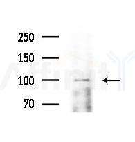 GPRIN1 Antibody - Western blot analysis of extracts from RAW264.