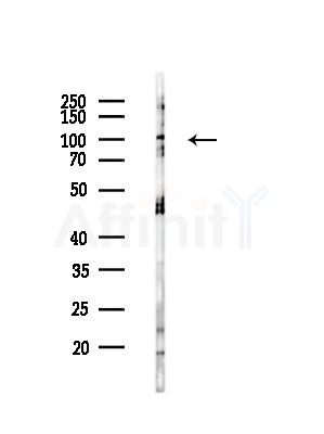 GPRIN1 Antibody - Western blot analysis of lysates from RAW264.