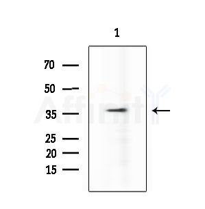 SURF1 Antibody - Western blot analysis of extracts from Hela cells(heat-shock treatment), using SURF1 Antibody at 1/1000 dilution.