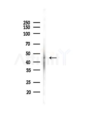 NCK2 Antibody - Western blot analysis of lysates from HUVEC cells(starvation,24h treatment), using NCK2 Antibody at 1/1000 dilution.