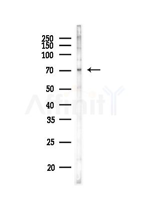 DOK7 Antibody - Western blot analysis of lysates from RAW264.