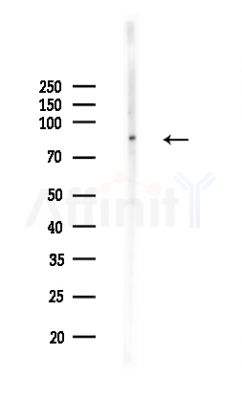 EPN1 Antibody - Western blot analysis of lysates from Mouse liver, using EPN1 Antibody at 1/1000 dilution.
