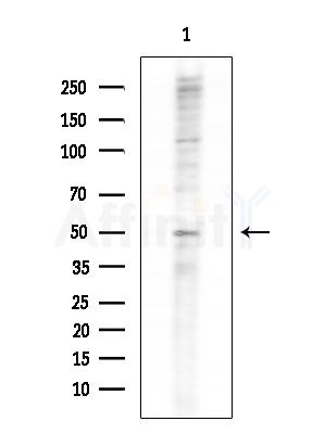 TTC23 Antibody - Western blot analysis of lysates from Mouse testis, using TTC23 Antibody at 1/1000 dilution.