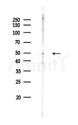 TTC23 Antibody - Western blot analysis of lysates from Mouse testis, using TTC23 Antibody at 1/1000 dilution.