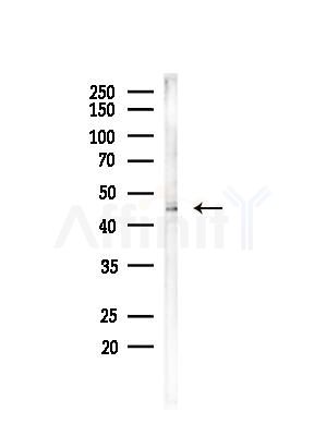 ATPBD3 Antibody - Western blot analysis of lysates from Mouse brain, using ATPBD3 Antibody at 1/1000 dilution.