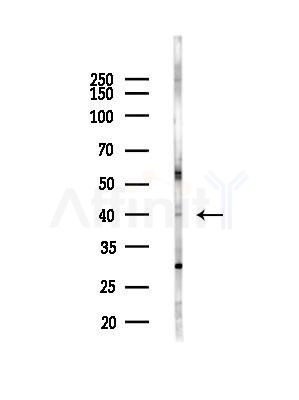OGR1/GPR68 Antibody - Western blot analysis of lysates from EC304 cells(heat-shock,45min treatment), using OGR1/GPR68 Antibody at 1/1000 dilution.