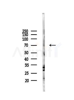 OGR1/GPR68 Antibody - Western blot analysis of lysates from Mouse liver, using OGR1/GPR68 Antibody at 1/1000 dilution.