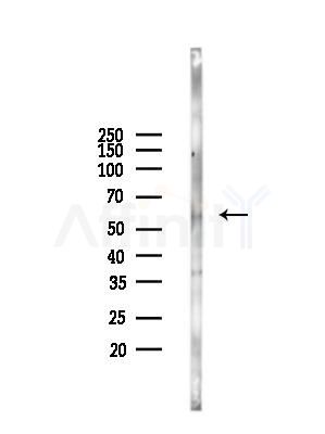 OGR1/GPR68 Antibody - Western blot analysis of lysates from Rat lung, using OGR1/GPR68 Antibody at 1/1000 dilution.