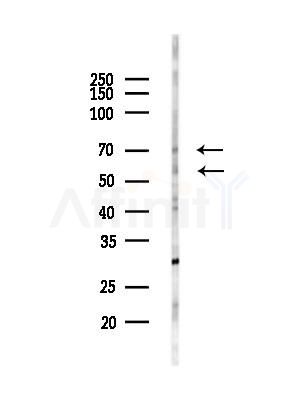 OGR1/GPR68 Antibody - Western blot analysis of lysates from HUVEC cells(LPC4h treatment), using OGR1/GPR68 Antibody at 1/1000 dilution.