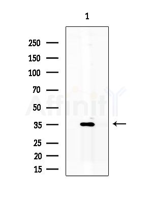 MOB1A Antibody - Western blot analysis of lysates from Mouse brain, using MOB1A Antibody at 1/1000 dilution.