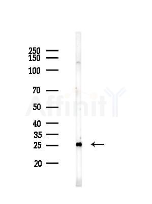 MOB1A Antibody - Western blot analysis of lysates from Mouse brain, using MOB1A Antibody at 1/1000 dilution.