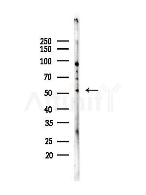 Cytokeratin 14/16 Antibody - Western blot analysis of lysates from Mouse brain, using Cytokeratin 14/16 Antibody at 1/1000 dilution.