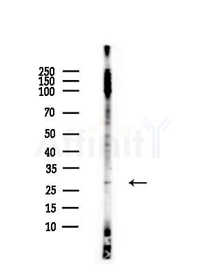 KDELR3 Antibody - Western blot analysis of lysates from Mouse testis, using KDELR3 Antibody at 1/1000 dilution.