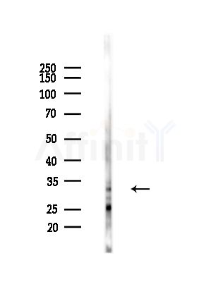 COX6C Antibody - Western blot analysis of lysates from A375 cells(starvation,24h treatment), using COX6C Antibody at 1/1000 dilution.
