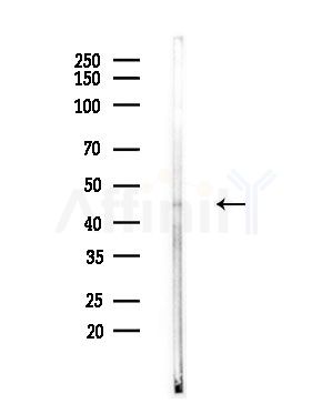 MOK Antibody - Western blot analysis of lysates from Mouse testis, using MOK Antibody at 1/1000 dilution.