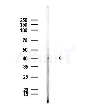 MOK Antibody - Western blot analysis of lysates from Rat brain, using MOK Antibody at 1/1000 dilution.