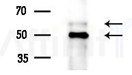 pan-AKT1/2/3 Antibody - Western blot analysis of lysates from Mouse liver, using pan-AKT1/2/3 Antibody at 1/1000 dilution.