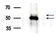 pan-AKT1/2/3 Antibody - Western blot analysis of lysates from COLO205 cells(heat-shock treatment), using pan-AKT1/2/3 Antibody at 1/1000 dilution.