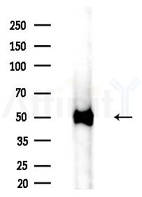 pan-AKT1/2/3 Antibody - Western blot analysis of lysates from Rat brain, using pan-AKT1/2/3 Antibody at 1/1000 dilution.