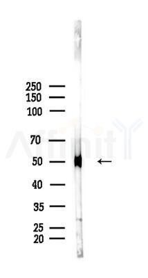 pan-AKT1/2/3 Antibody - Western blot analysis of lysates from Rat brain, using pan-AKT1/2/3 Antibody at 1/1000 dilution.