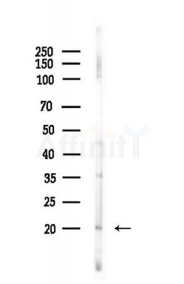 Histone H1 Antibody - Western blot analysis of lysates from LoVo cells(heat-shock,45min treatment), using Histone H1 Antibody at 1/1000 dilution.
