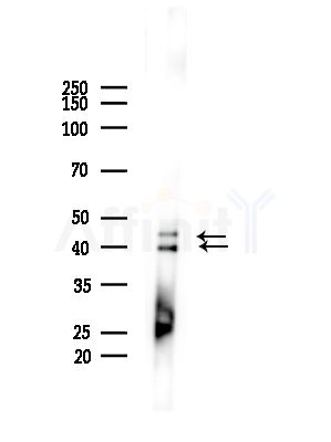 Phospho-ERK1/2 (Thr202/Tyr204) Antibody - Western blot analysis of lysates from Mouse brain, using Phospho-ERK1/2 (Thr202/Tyr204) Antibody at 1/1000 dilution.