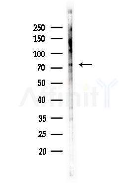 Phospho-Gab2 (Tyr643) Antibody - Western blot analysis of lysates from Mouse testis, using Phospho-Gab2 (Tyr643) Antibody at 1/1000 dilution.