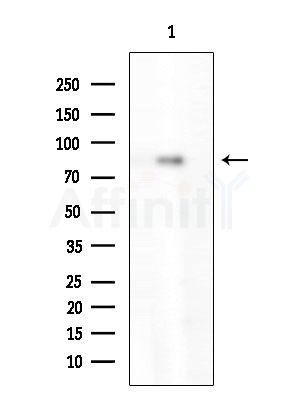 Phospho-NR3C1 (Ser211) Antibody - Western blot analysis of extracts from Mouse testis, using Phospho-NR3C1 (Ser211) Antibody at 1/1000 dilution.